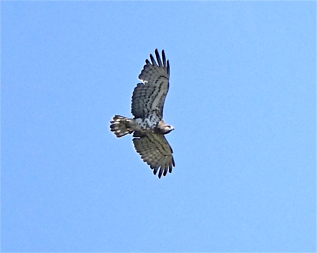 short-toed eagle